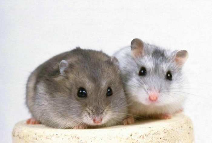 仓鼠跑轮怎么选尺寸,仓鼠滚轮尺寸