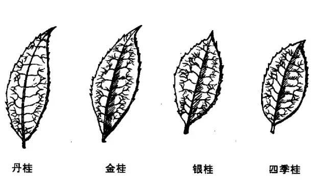 怎样辨别桂花是不是金桂,如何辨别桂花的种类