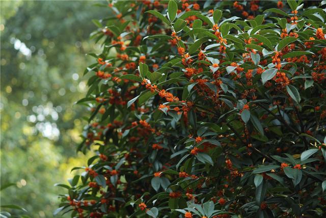 怎样辨别桂花是不是金桂,如何辨别桂花的种类