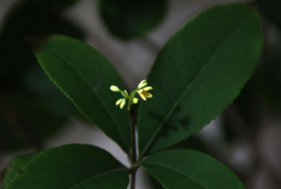怎样辨别桂花是不是金桂,如何辨别桂花的种类