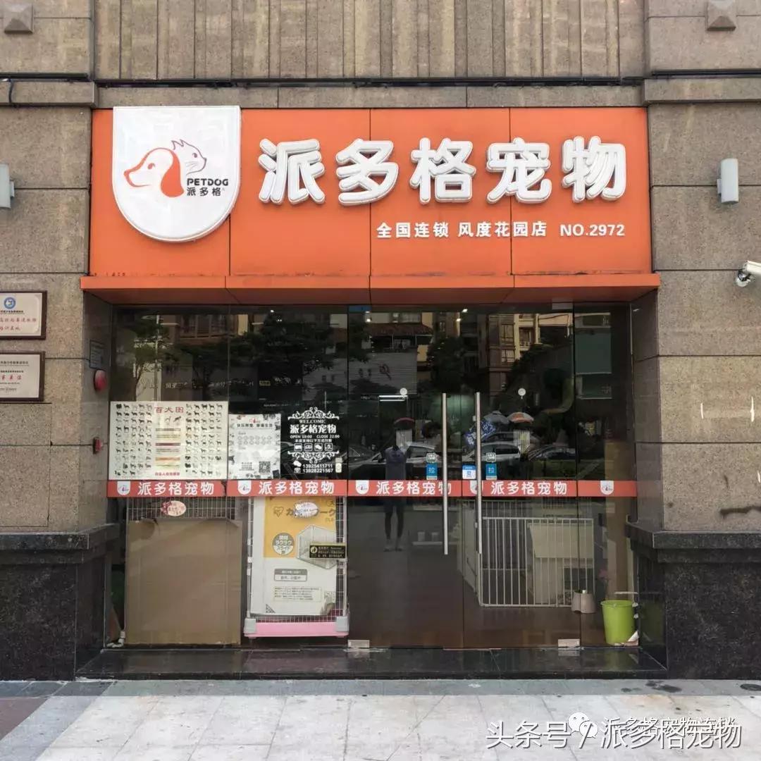 到底是什么让他开了一家派多格宠物店,还想再开一家?