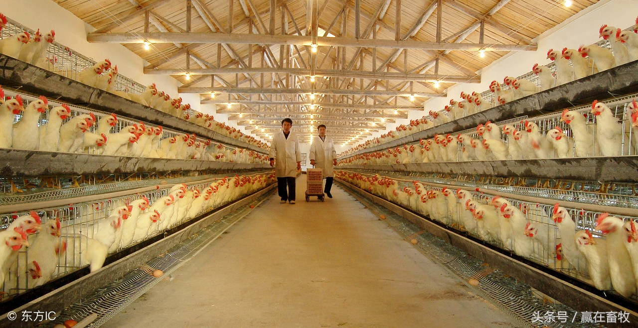 真是绝了,几块钱解决鸡场“鸡炸群”问题!