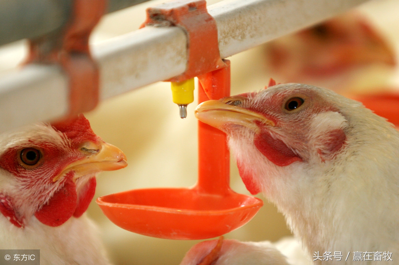 真是绝了,几块钱解决鸡场“鸡炸群”问题!
