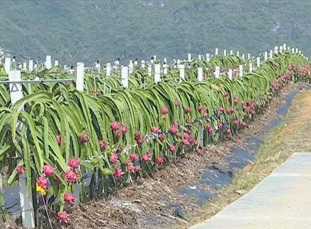 广西隆安金穗火龙果良种培育基地,南宁隆安火龙果基地是几年建成的