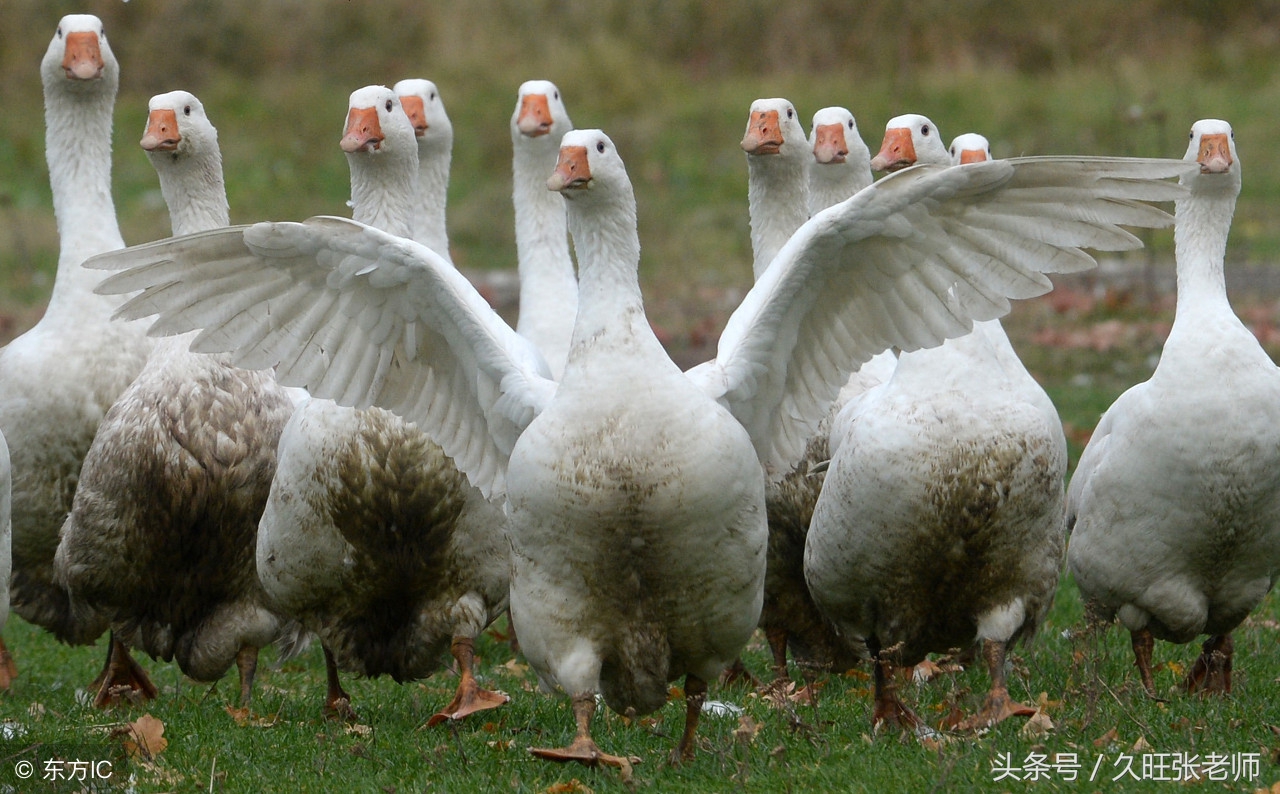 养鹅有哪些必备的药,养鹅全套用药过程