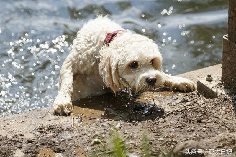 高温肆虐全球,高温热浪席卷全国