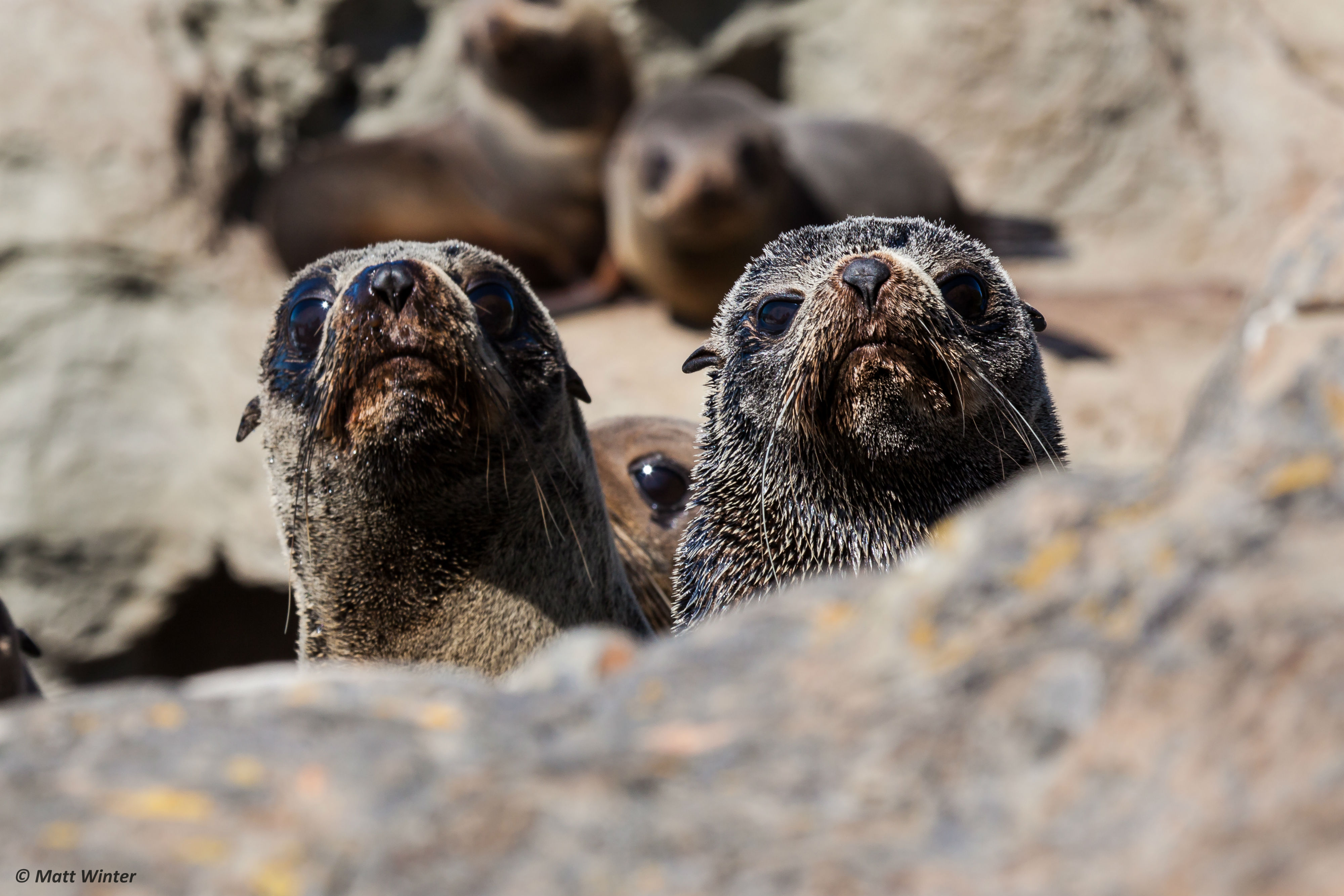 新西兰有哪些神奇的小动物,新西兰草原野生动物