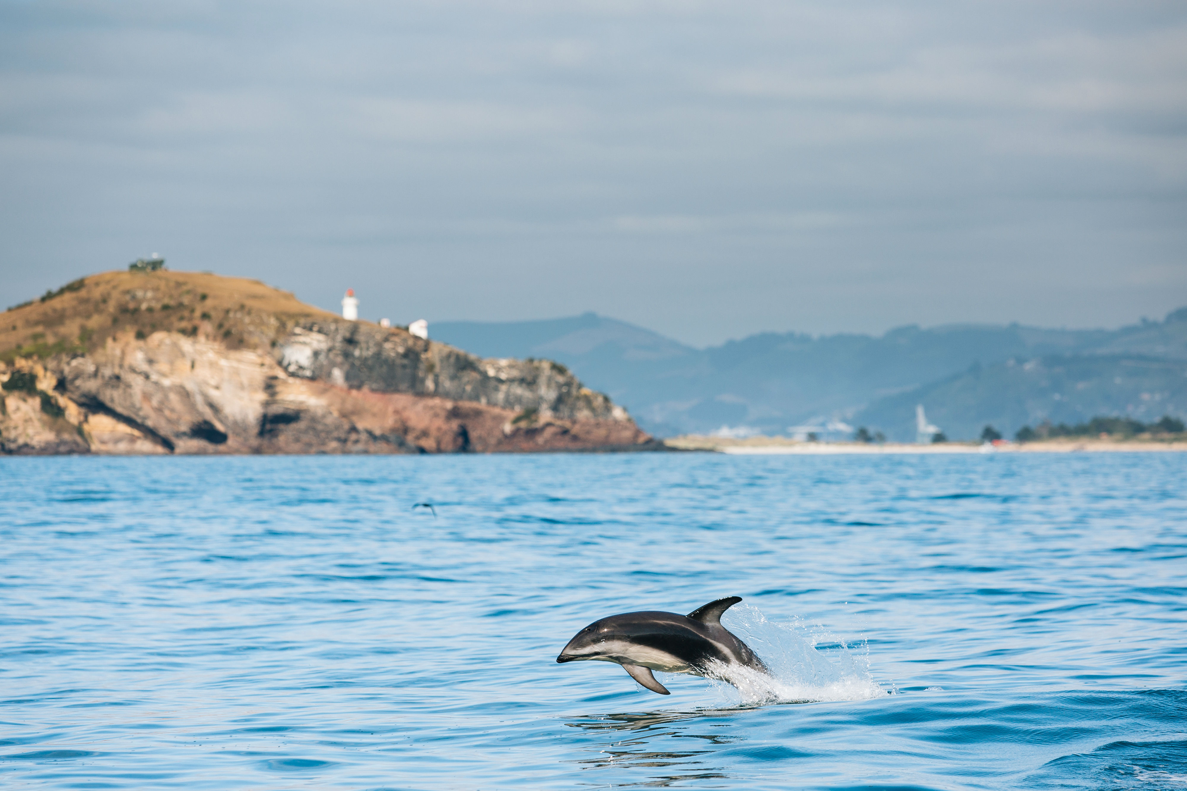 新西兰有哪些神奇的小动物,新西兰草原野生动物