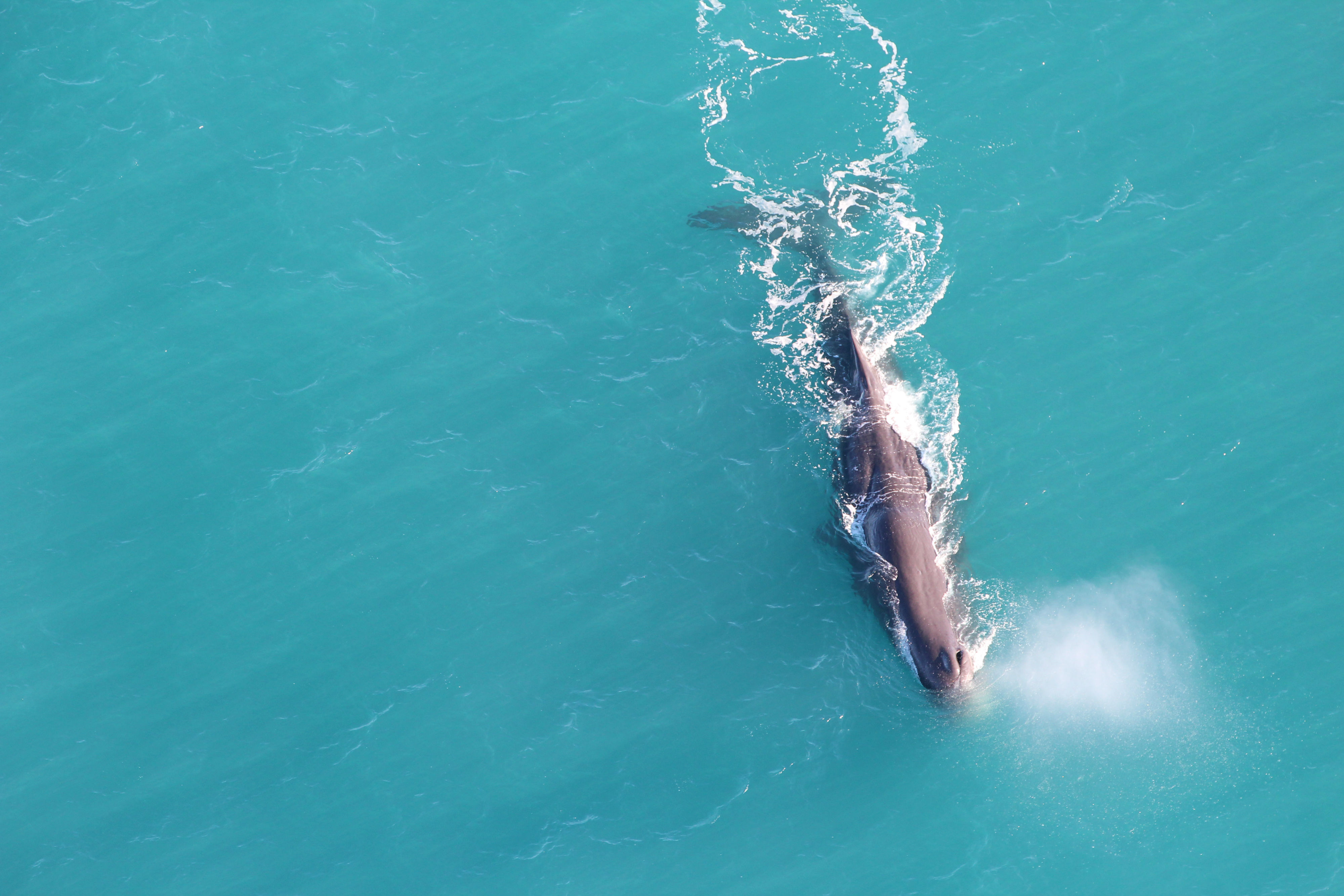 新西兰有哪些神奇的小动物,新西兰草原野生动物