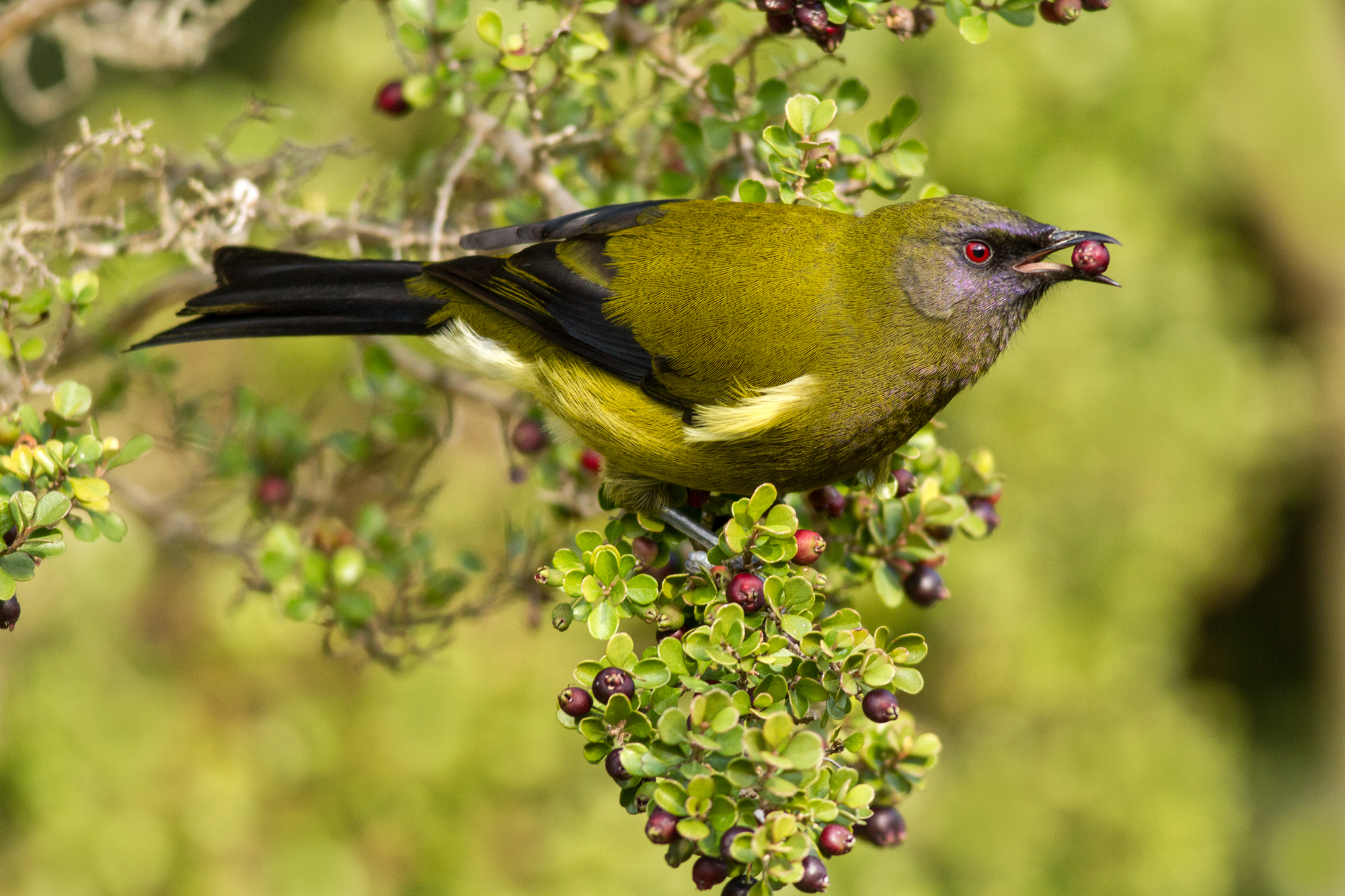 新西兰有哪些神奇的小动物,新西兰草原野生动物