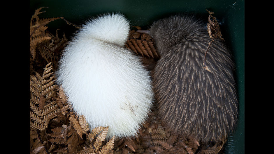新西兰有哪些神奇的小动物,新西兰草原野生动物