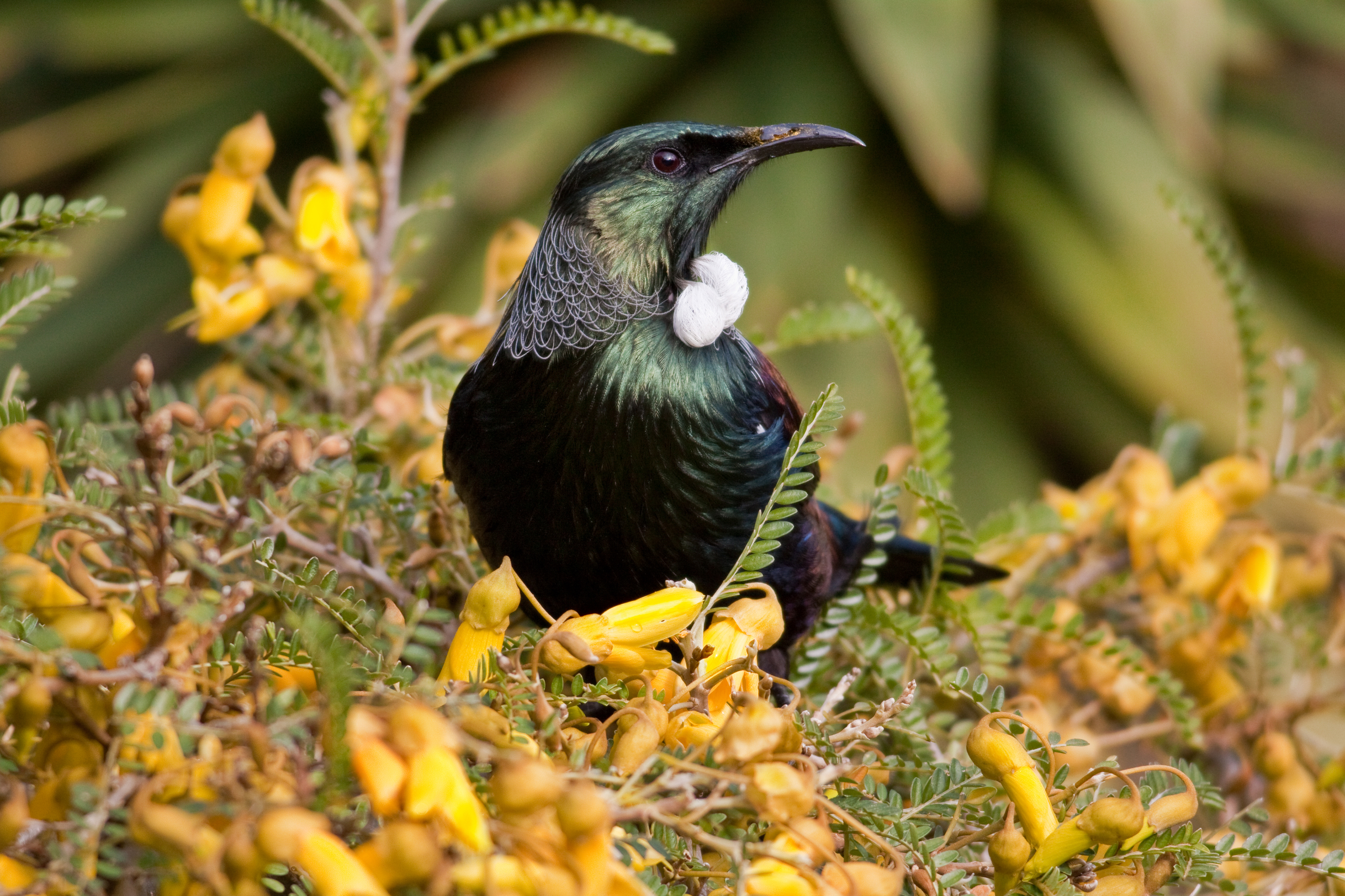 新西兰有哪些神奇的小动物,新西兰草原野生动物