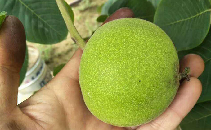 文玩人懂物件寓意吗,文玩人的穿衣风格