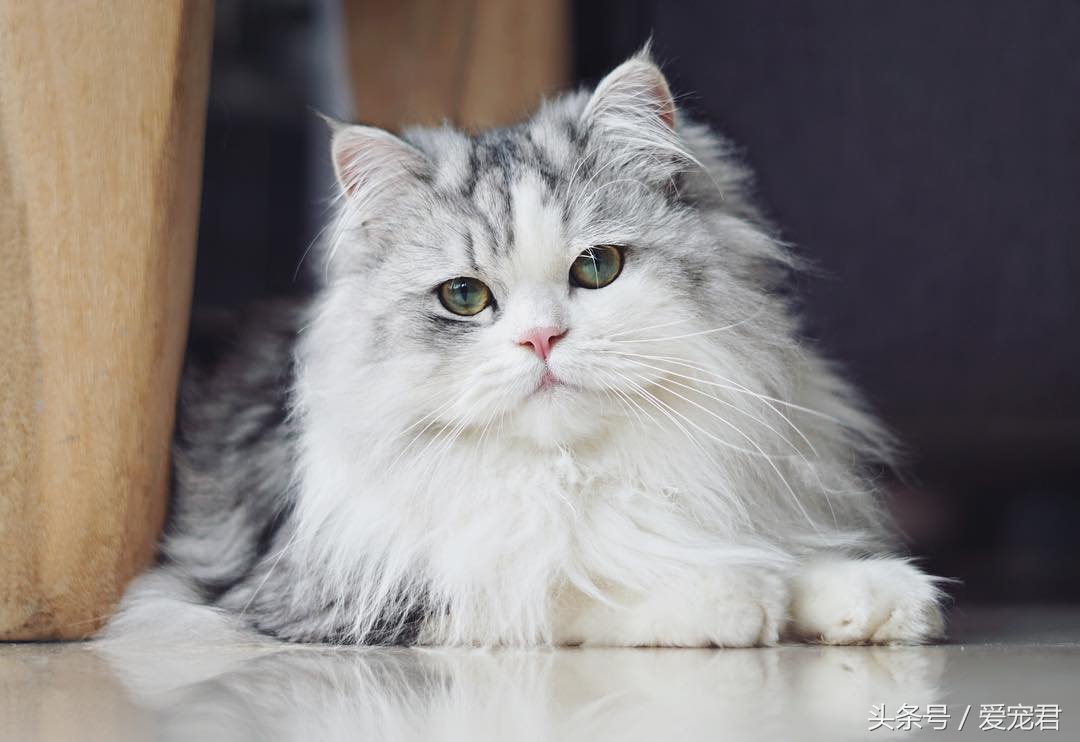 天气炎热猫咪能生存吗,夏季猫咪暴晒可以吗