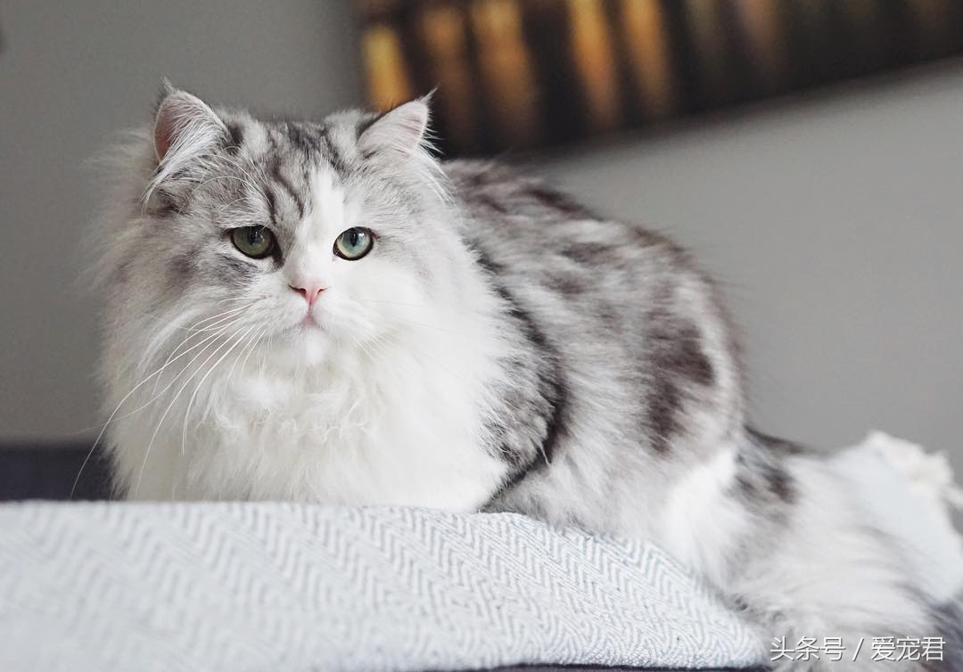 天气炎热猫咪能生存吗,夏季猫咪暴晒可以吗