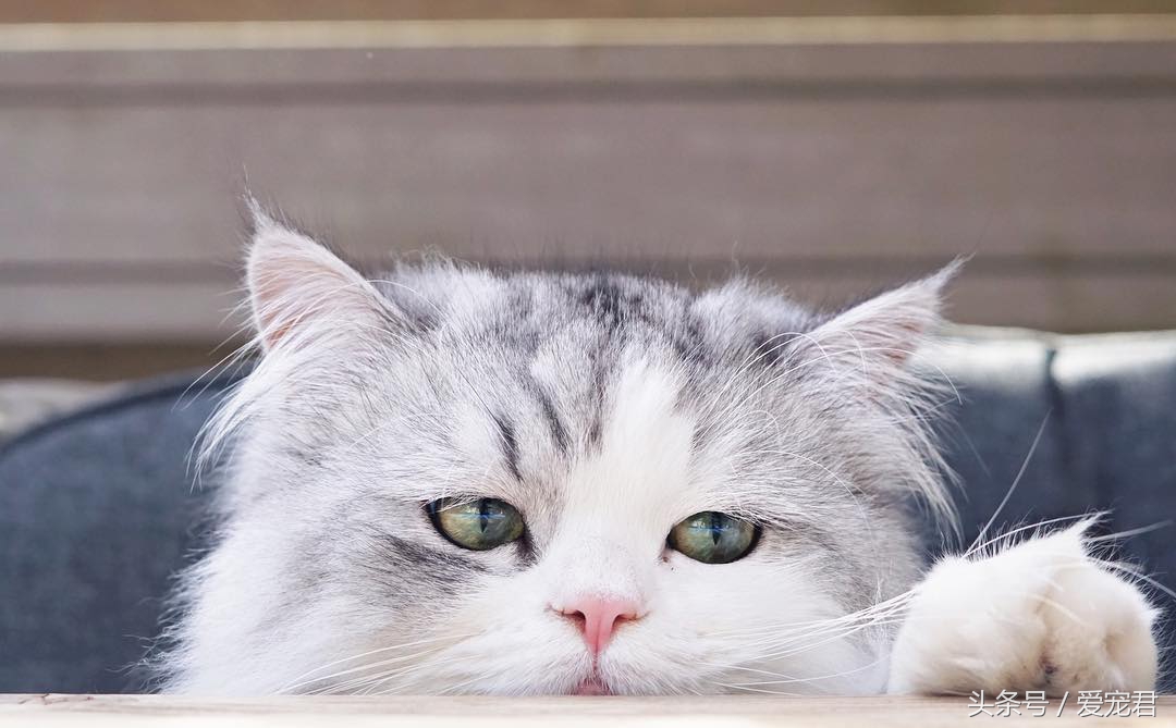 天气炎热猫咪能生存吗,夏季猫咪暴晒可以吗