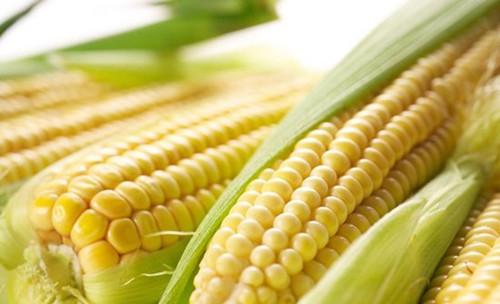 熟玉米和生玉米营养区别,粘玉米和普通玉米营养一样吗
