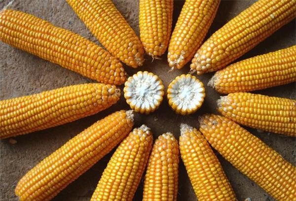 熟玉米和生玉米营养区别,粘玉米和普通玉米营养一样吗