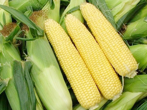 熟玉米和生玉米营养区别,粘玉米和普通玉米营养一样吗