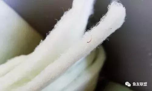 滤棉上的小黑虫,过滤棉上有透明的小虫卵