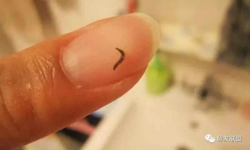 滤棉上的小黑虫,过滤棉上有透明的小虫卵