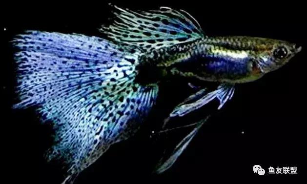 滤棉上的小黑虫,过滤棉上有透明的小虫卵