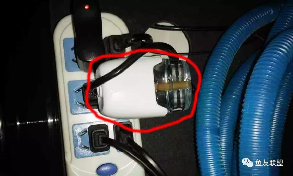 滤棉上的小黑虫,过滤棉上有透明的小虫卵