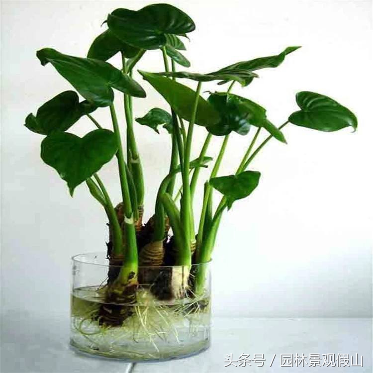 多肉滴水观音养殖方法,滴水观音盆景养殖方法