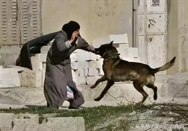 被狗咬住不放怎么办,被狗咬着不松口怎么快速脱离