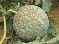 西瓜的常见病害以及防治办法,西瓜的病虫害主要有哪些