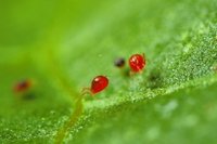 西瓜的常见病害以及防治办法,西瓜的病虫害主要有哪些