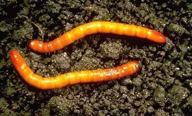 西瓜的常见病害以及防治办法,西瓜的病虫害主要有哪些