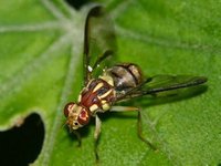 西瓜的常见病害以及防治办法,西瓜的病虫害主要有哪些