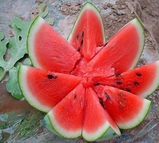 西瓜的常见病害以及防治办法,西瓜的病虫害主要有哪些