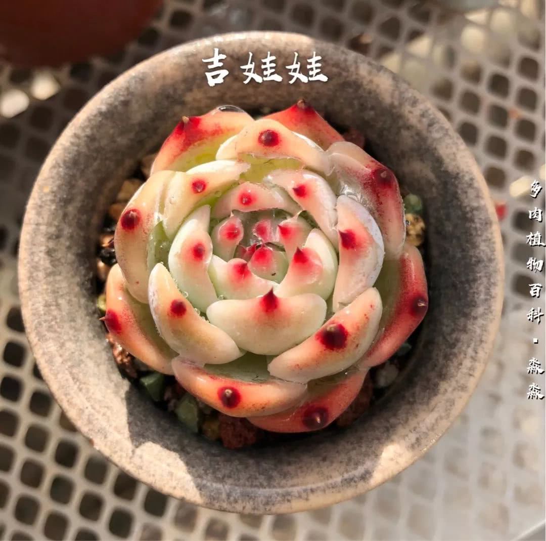 养多肉的佛系小生：愿做菩萨那朵莲！