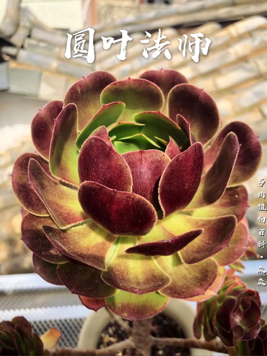 养多肉的佛系小生：愿做菩萨那朵莲！