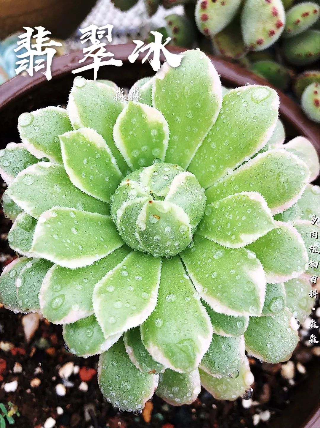 养多肉的佛系小生：愿做菩萨那朵莲！