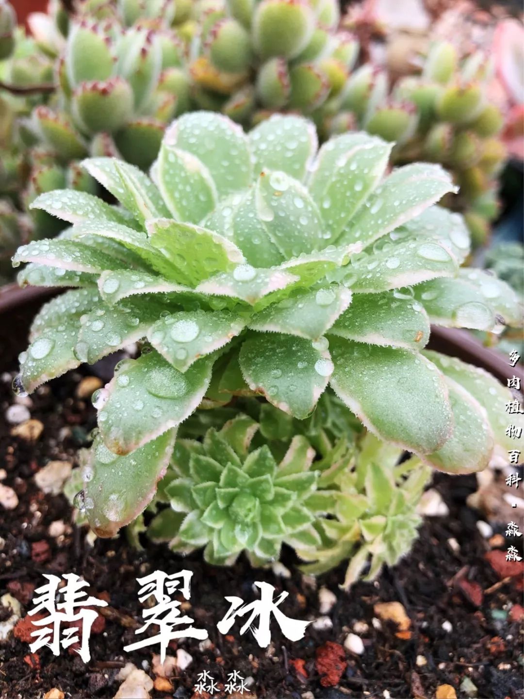 养多肉的佛系小生：愿做菩萨那朵莲！