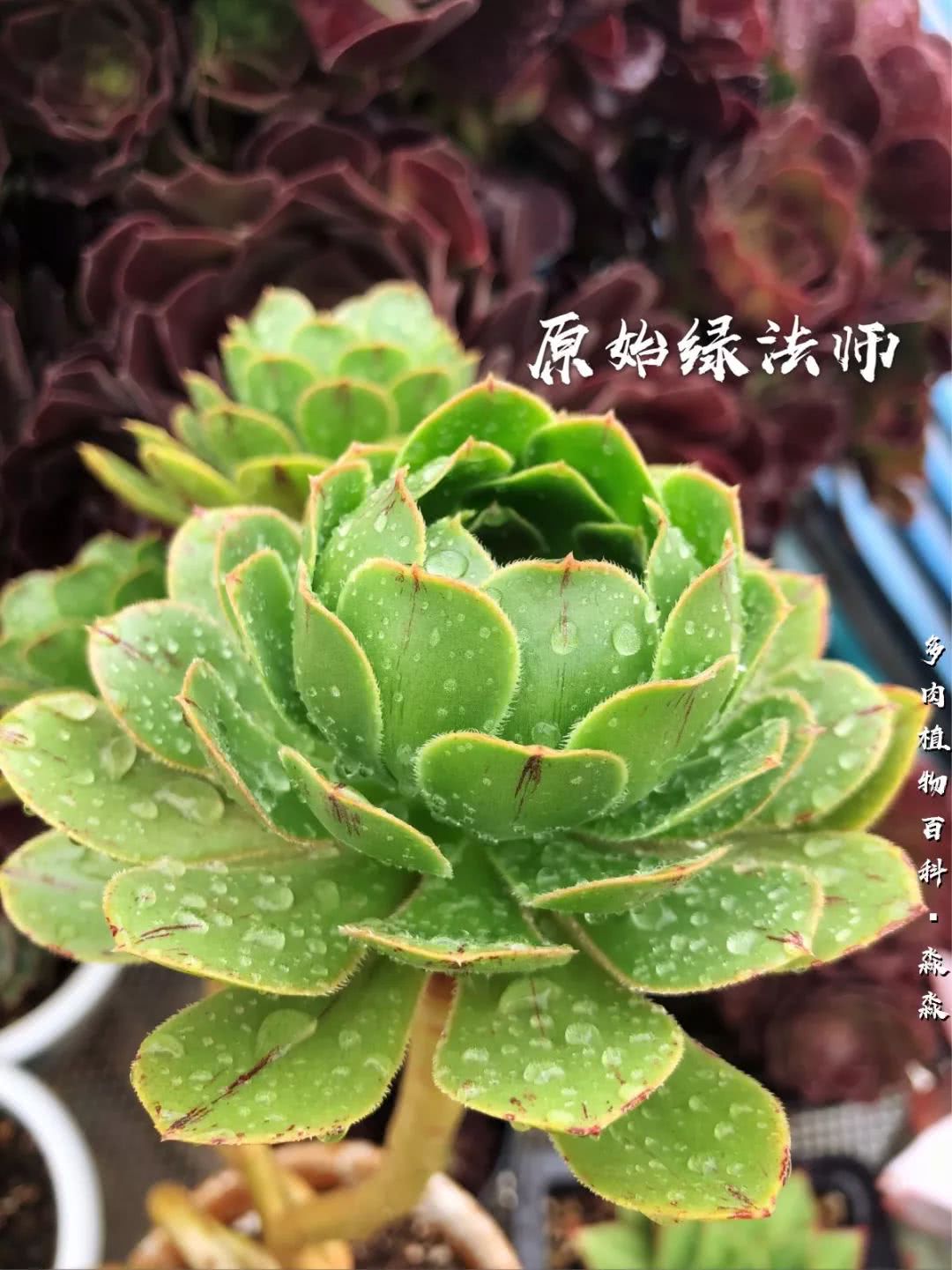 养多肉的佛系小生：愿做菩萨那朵莲！