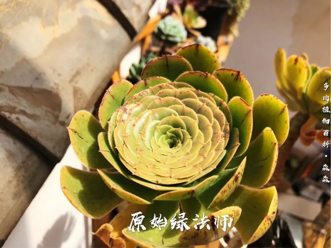 养多肉的佛系小生：愿做菩萨那朵莲！