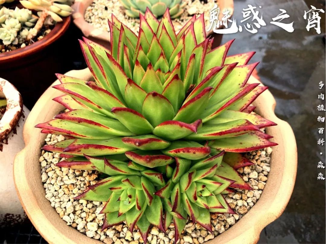 养多肉的佛系小生：愿做菩萨那朵莲！