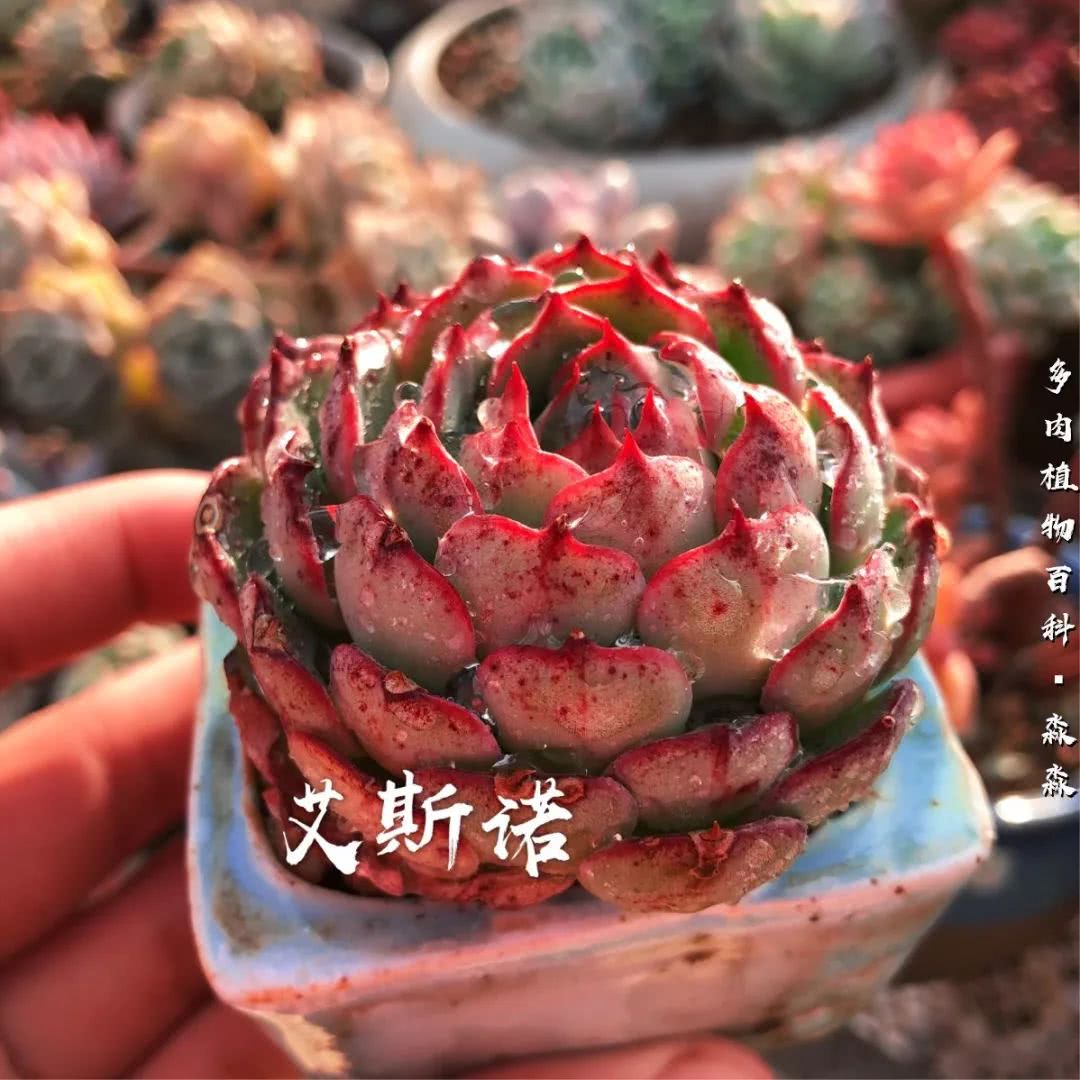 养多肉的佛系小生：愿做菩萨那朵莲！