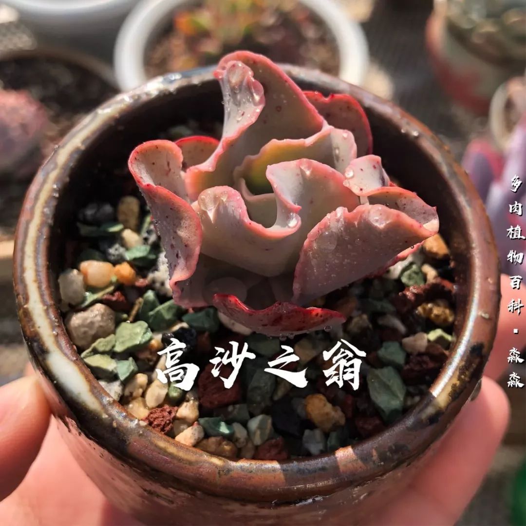 养多肉的佛系小生：愿做菩萨那朵莲！