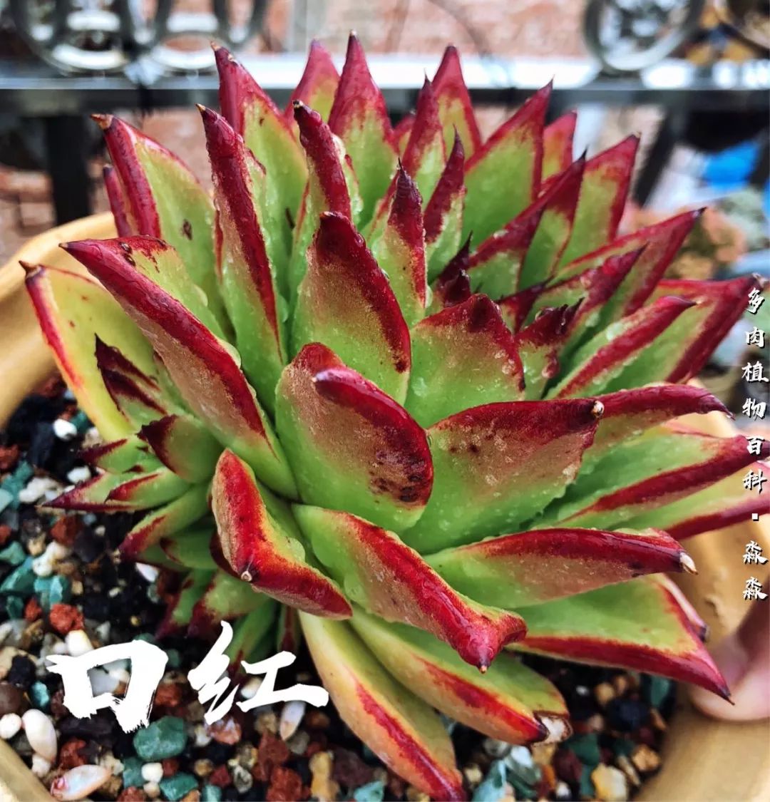 养多肉的佛系小生：愿做菩萨那朵莲！