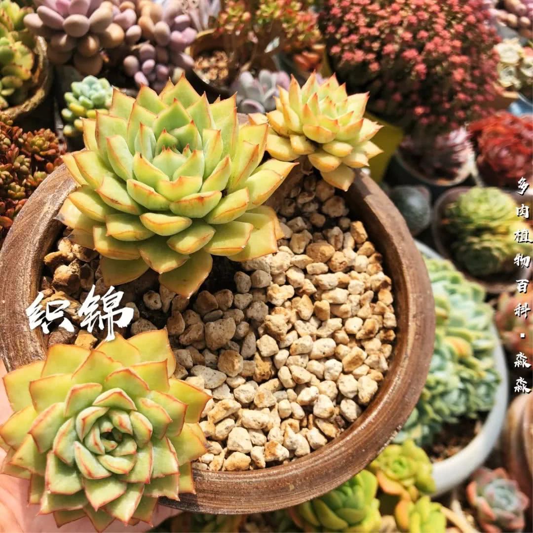 养多肉的佛系小生：愿做菩萨那朵莲！