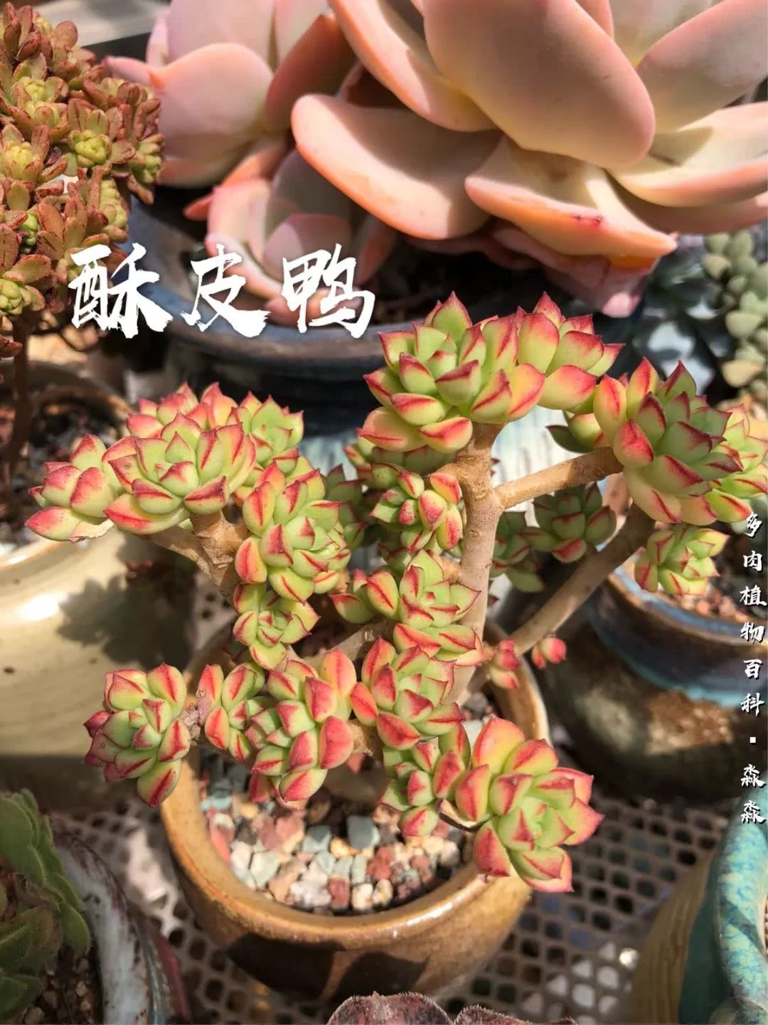 养多肉的佛系小生：愿做菩萨那朵莲！