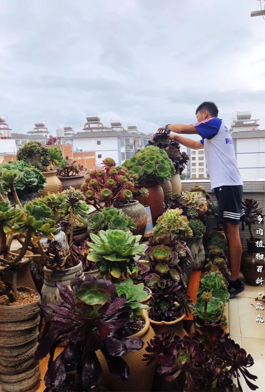 养多肉的佛系小生：愿做菩萨那朵莲！