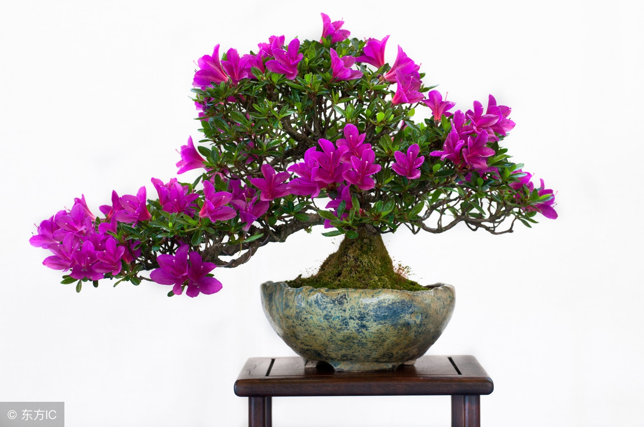 清韵优雅的盆景欣赏,盆景欣赏难得一见的绝美盆景艺术