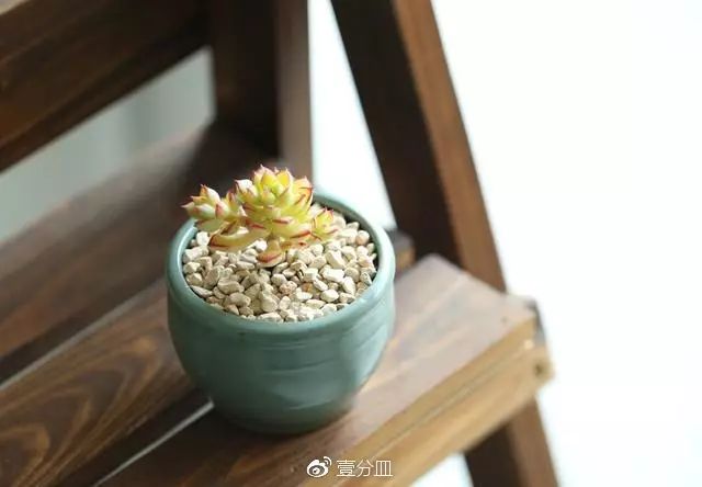 多肉每天光照好看吗,光照过强多肉反而颜色不好看