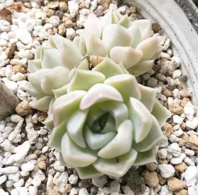 多肉每天光照好看吗,光照过强多肉反而颜色不好看